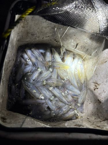 マメイカの釣果