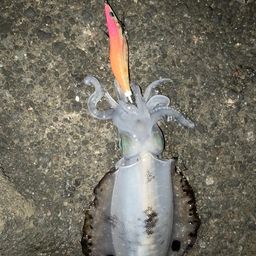 アオリイカ