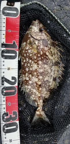 アイゴの釣果