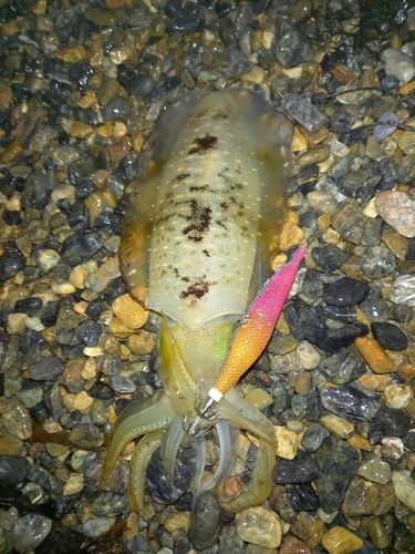 アオリイカの釣果