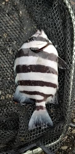 イシダイの釣果