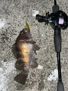 シロメバルの釣果