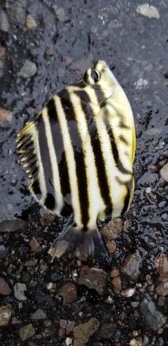 カゴカキダイの釣果