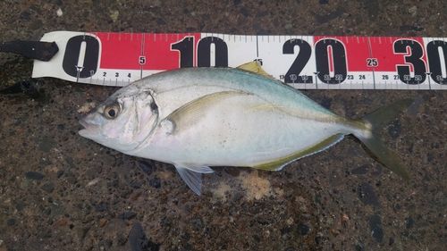 シマアジの釣果