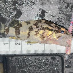 タケノコメバル