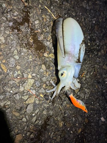 シリヤケイカの釣果