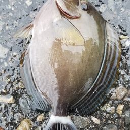 ニセカンランハギ