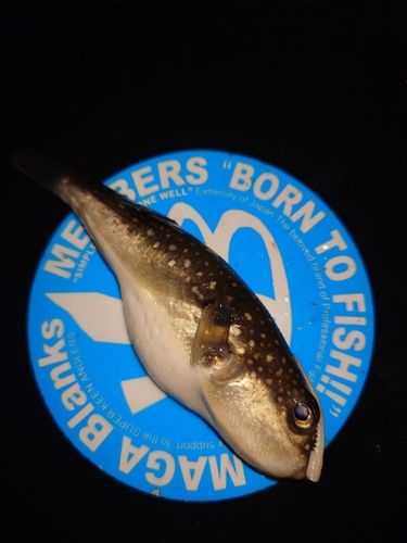 フグの釣果