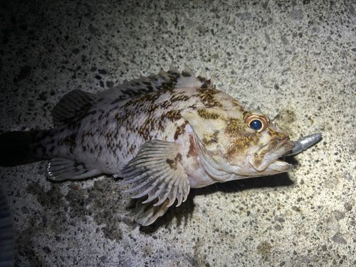 ソイの釣果
