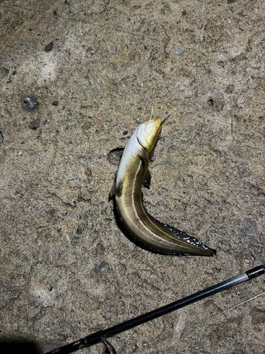 ゴンズイの釣果