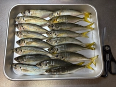 マアジの釣果