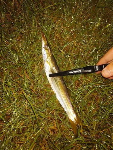 カマスの釣果