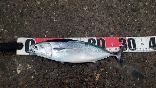 ヒラソウダの釣果