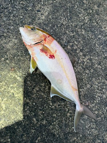 カンパチの釣果