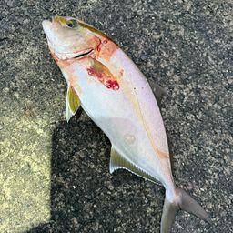 カンパチ