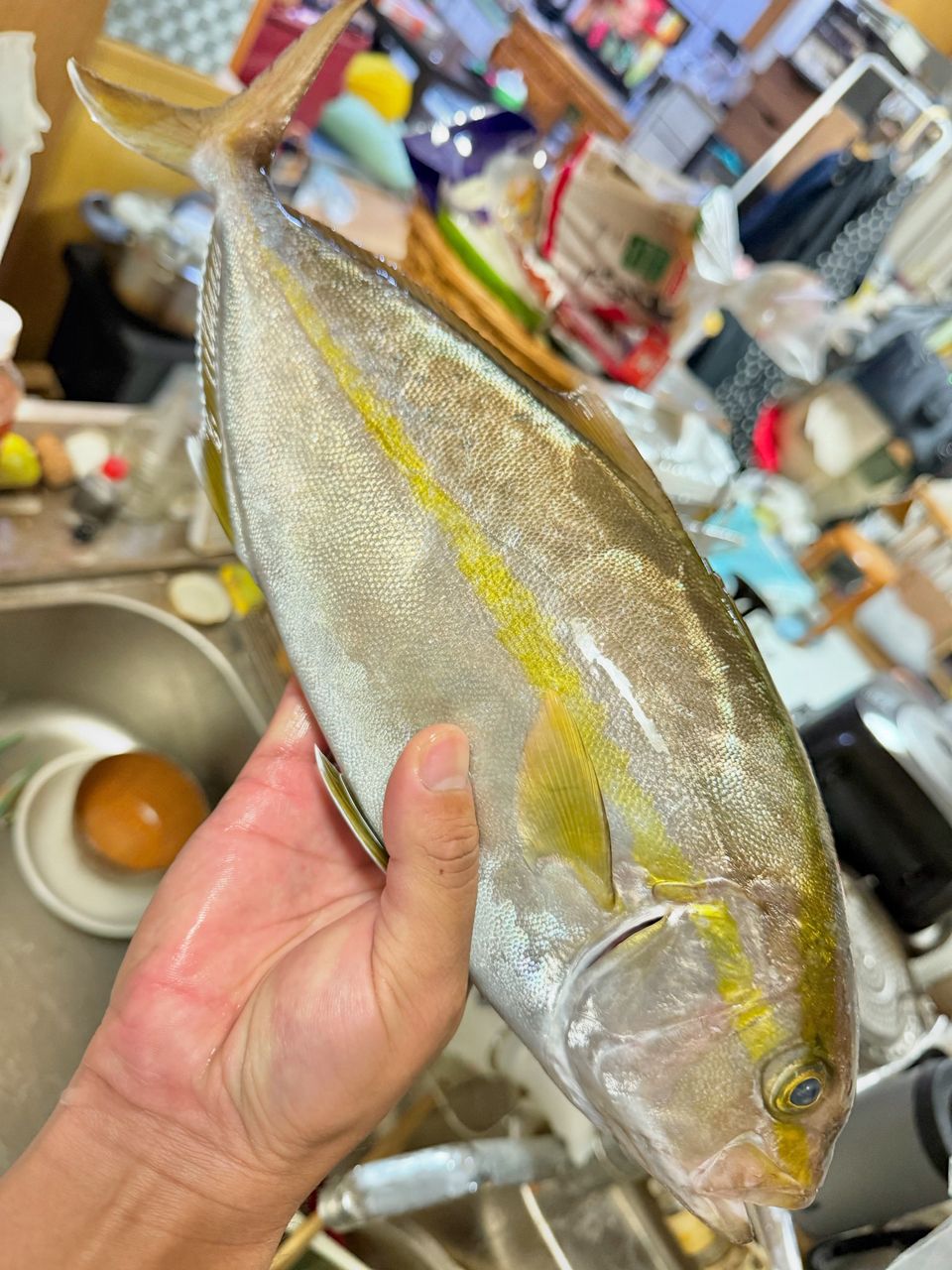 カンパチ
