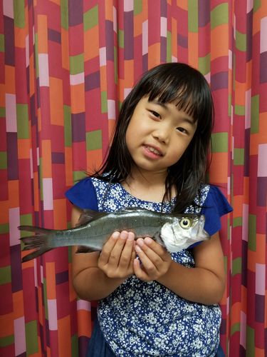 セイゴ（ヒラスズキ）の釣果