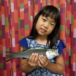 セイゴ（ヒラスズキ）