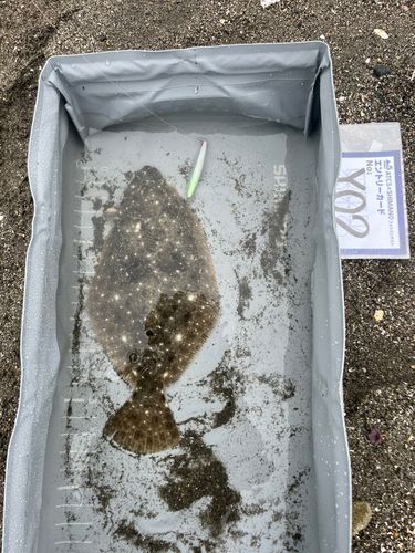 ソゲの釣果