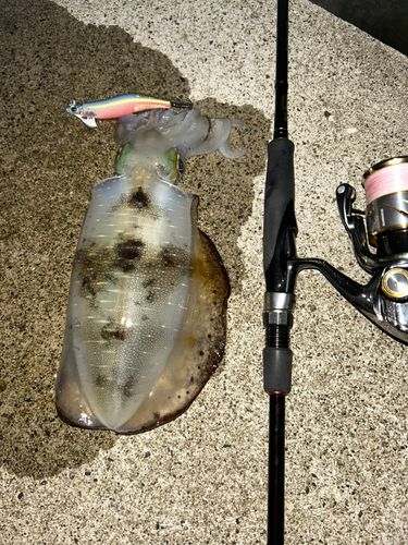 アオリイカの釣果