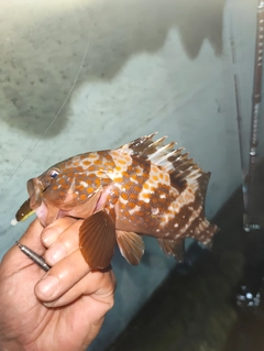 キジハタの釣果