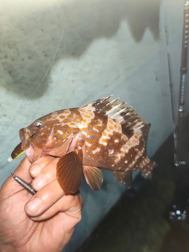 キジハタの釣果