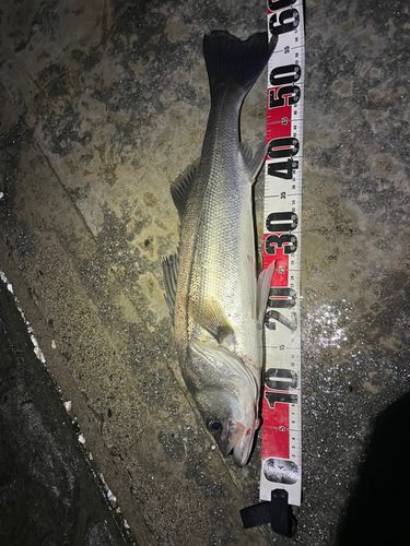 シーバスの釣果