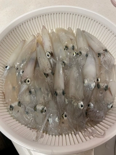 マメイカの釣果