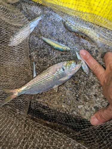 サッパの釣果