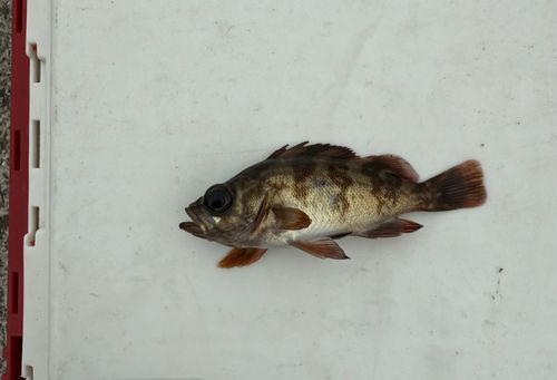 メバルの釣果