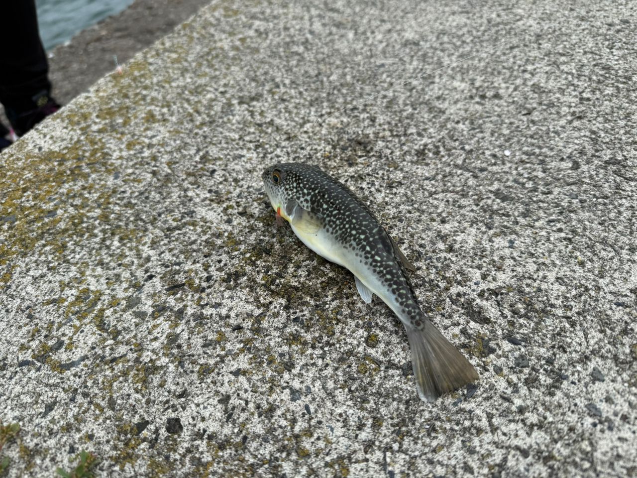 メバル