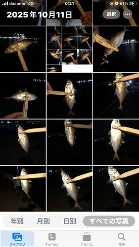 アジの釣果