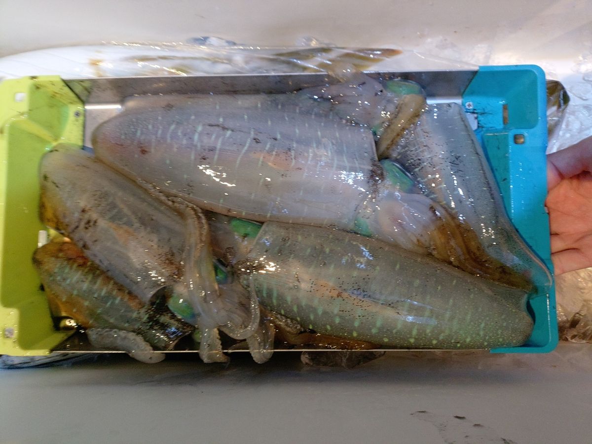 Devilrayさんの釣果 1枚目の画像