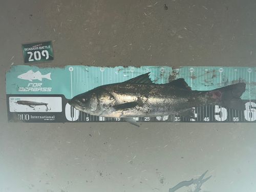 シーバスの釣果