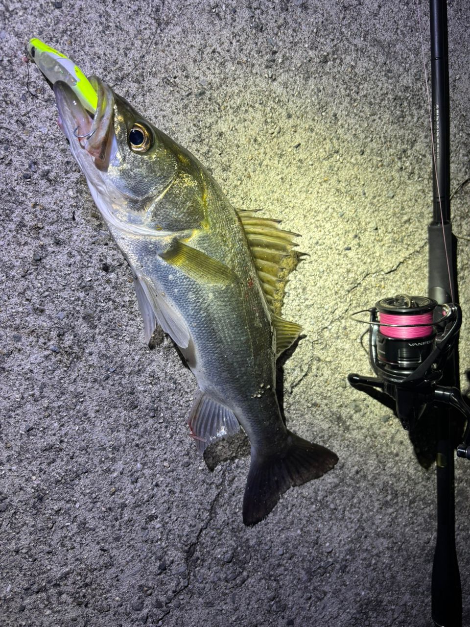 SHIMANO 23ディアルーナ S86MLの最安値・インプレ・釣果 | 本音