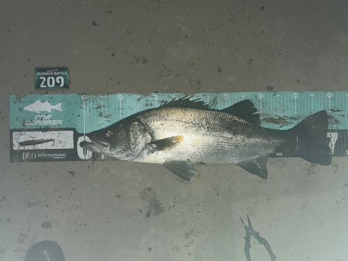 シーバスの釣果