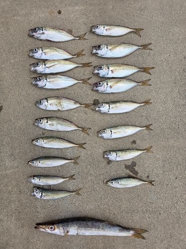 アジの釣果