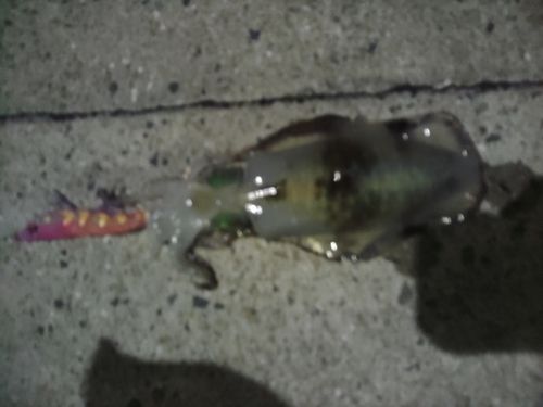 イカの釣果