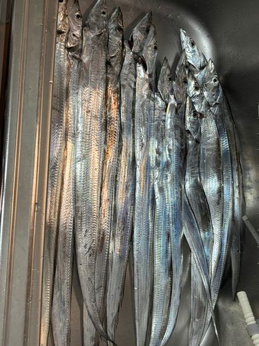タチウオの釣果