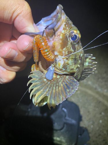 カサゴの釣果