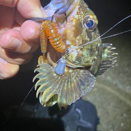 カサゴ