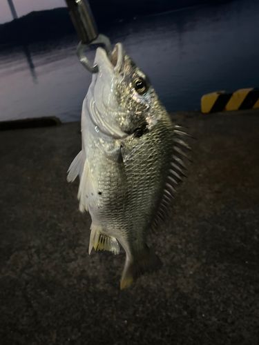 紀伊水道