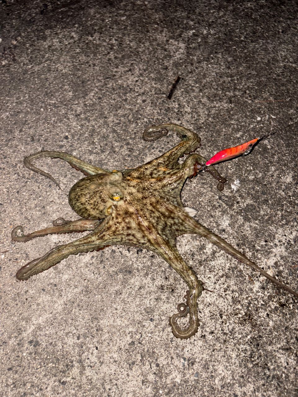 タコ