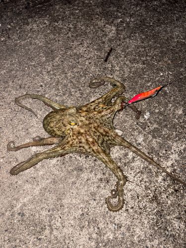 タコの釣果