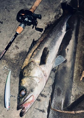 シーバスの釣果