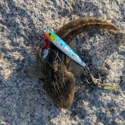 マゴチ
