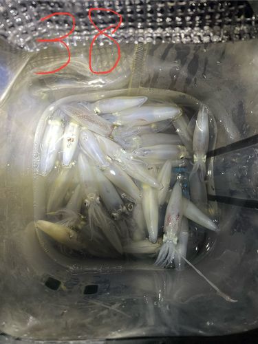 マメイカの釣果