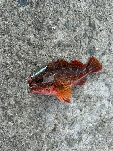 カサゴの釣果