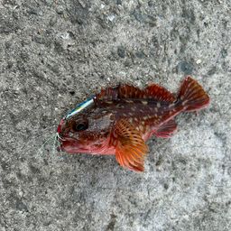 カサゴ