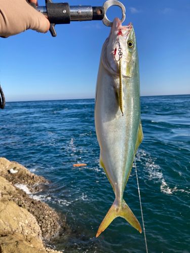 ヤズの釣果